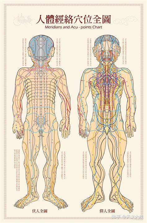 Detailed chart showing the front and back view of human body meridians and acupuncture points, labeled with traditional Chinese medical terms.